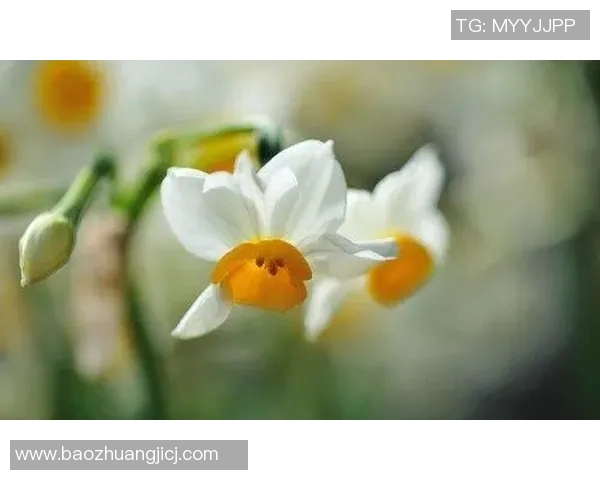 杨笑天的奋斗故事：从平凡到卓越的励志人生之路